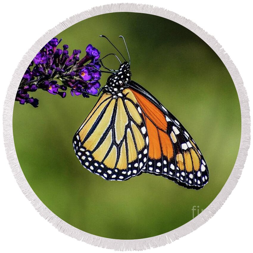 Designs Similar to Classy Monarch Butterfly