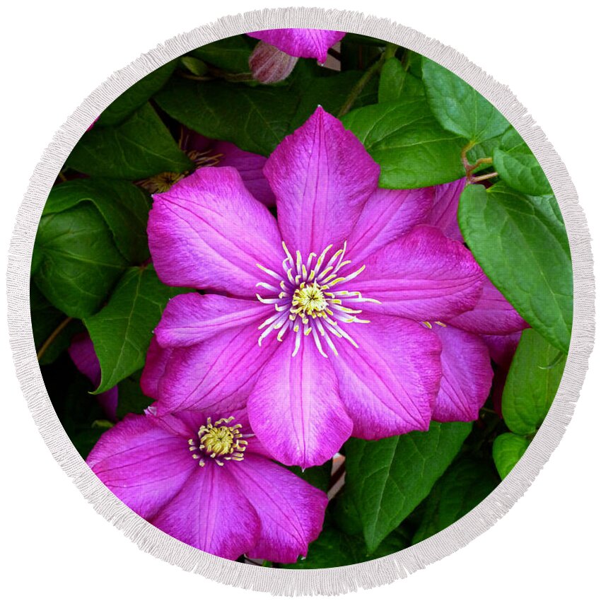 Dark Pink Clematis Flowers Round Beach Towel featuring the photograph Clematis by Mike McBrayer