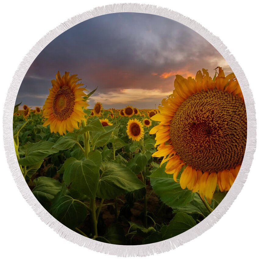 Sunflower Fields Round Beach Towel featuring the photograph Close up of the Sunflower Fields at sunset by Ronda Kimbrow