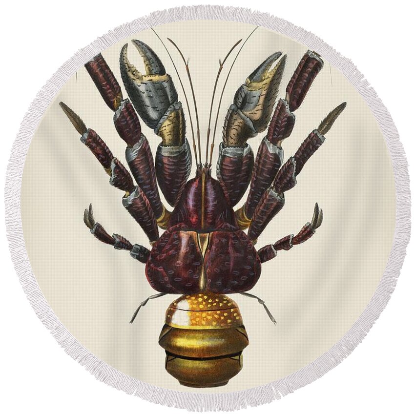 Bee Round Beach Towel featuring the painting Coconut Crab Birgus latroi illustrated by Charles Dessalines D' Orbigny 1806-1876 by Celestial Images