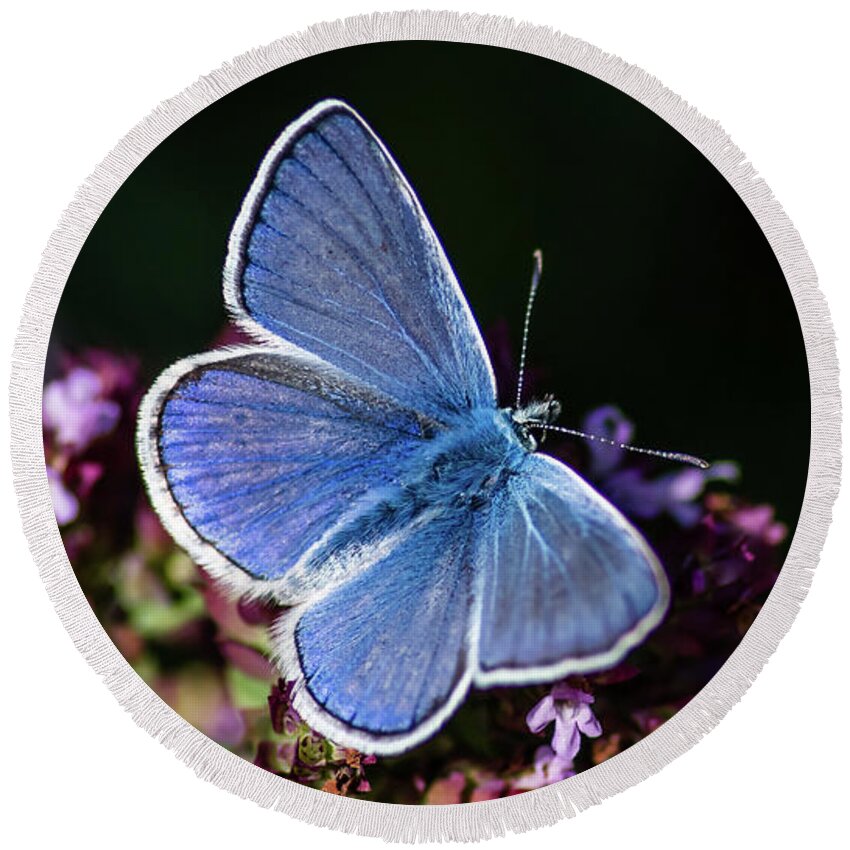 Common Blue Round Beach Towel featuring the photograph Common Blue like the oregano by Torbjorn Swenelius