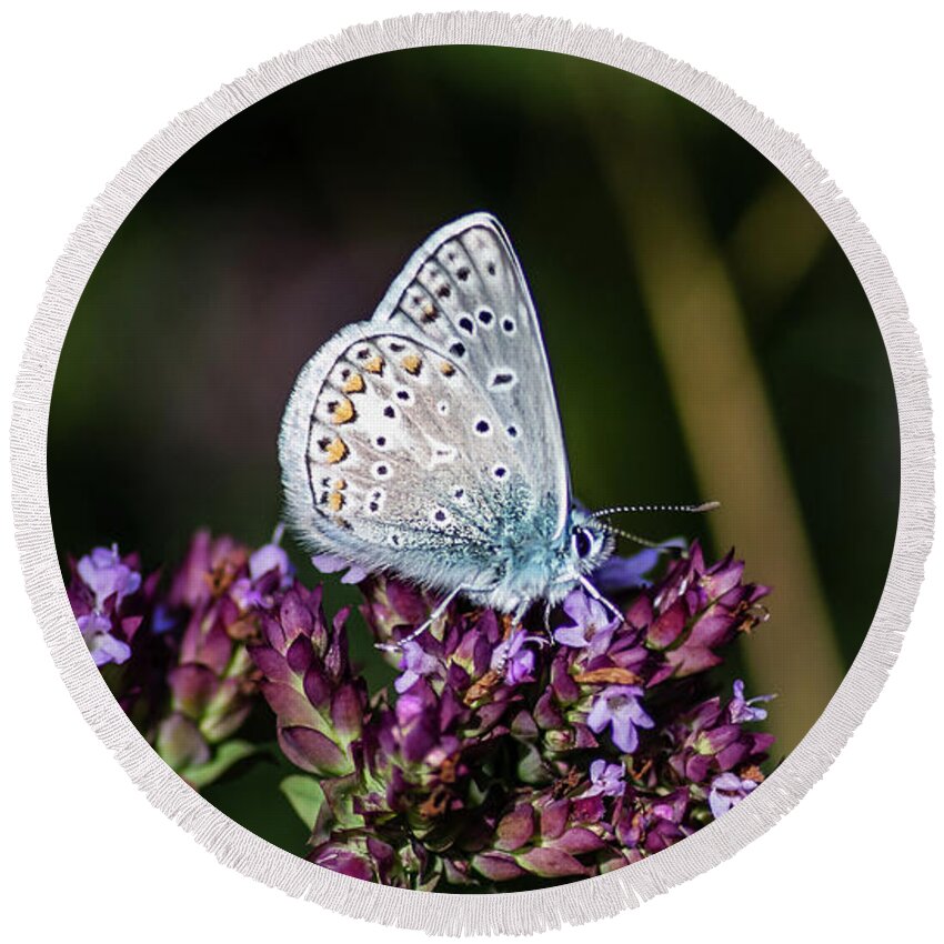 Common Blue Round Beach Towel featuring the photograph Common Blue showing the underside while perching on the oregano by Torbjorn Swenelius
