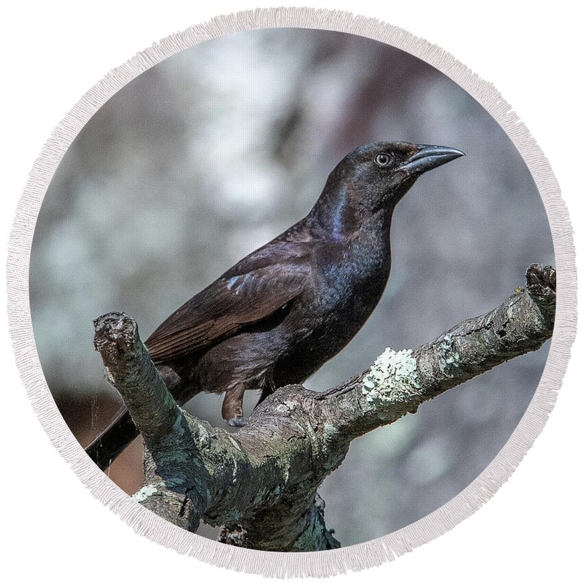 Nature Round Beach Towel featuring the photograph Common Grackle DSB0347 by Gerry Gantt