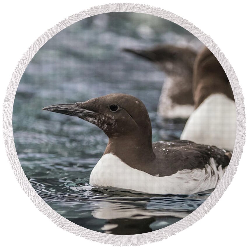 Common Murres Round Beach Towel featuring the photograph Common Murres by Eva Lechner