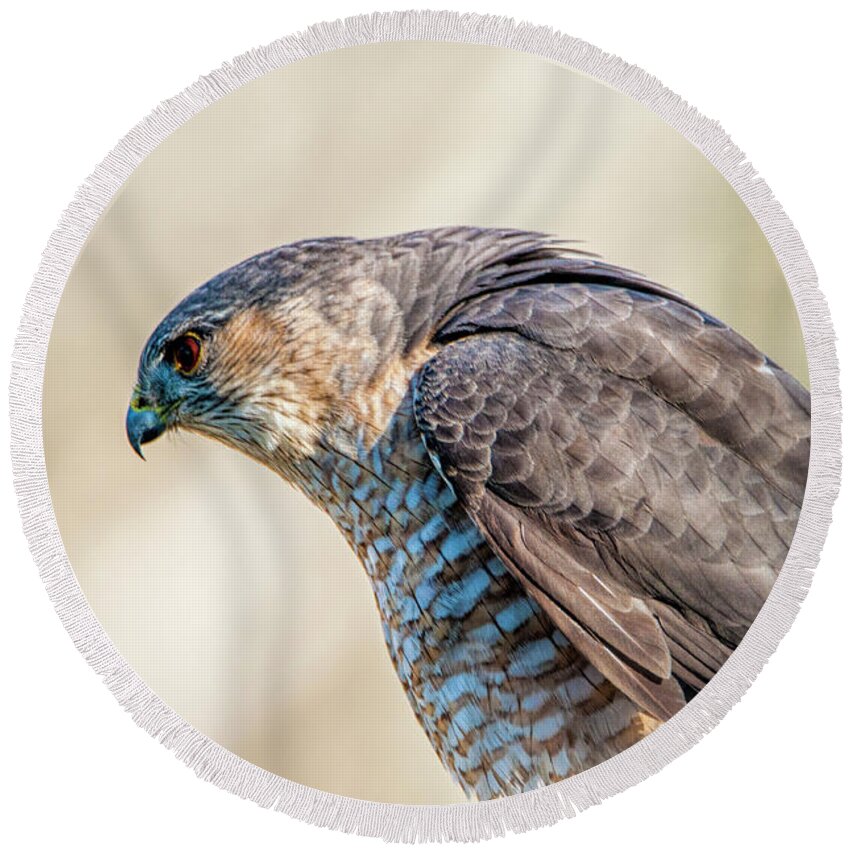 Hawk Round Beach Towel featuring the photograph Concentration by Cathy Kovarik