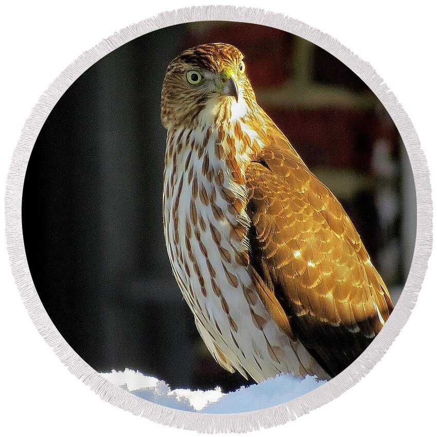 Cooper's Hawk Round Beach Towel featuring the photograph Cooper's Hawk in the Snow by Linda Stern