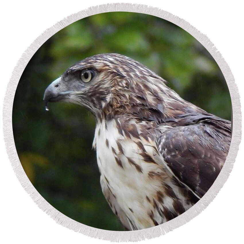 Birds Round Beach Towel featuring the photograph Cooper's Hawk with Raindrop by Karen Stansberry