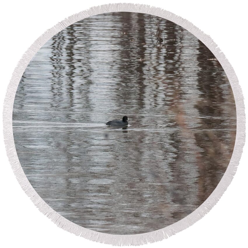Coot Round Beach Towel featuring the photograph Coot 3942 by John Moyer