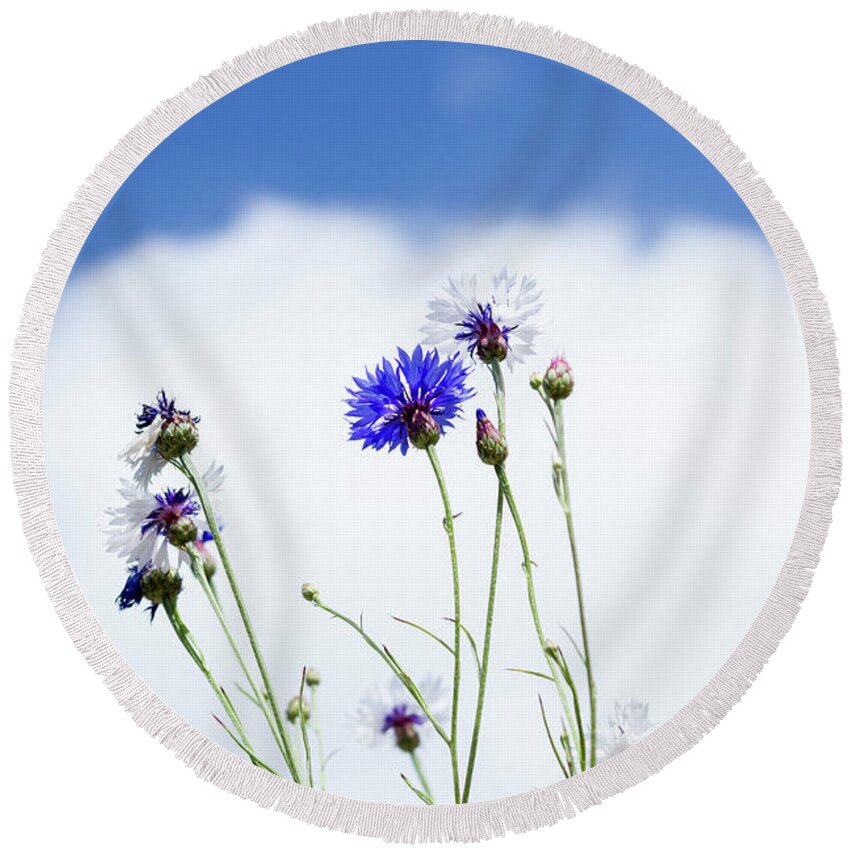 Floral Round Beach Towel featuring the photograph Cornflowers by Tanya C Smith