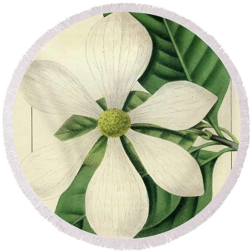 Pacific Dogwood Round Beach Towel featuring the drawing Cornus Nuttallii by Unknown