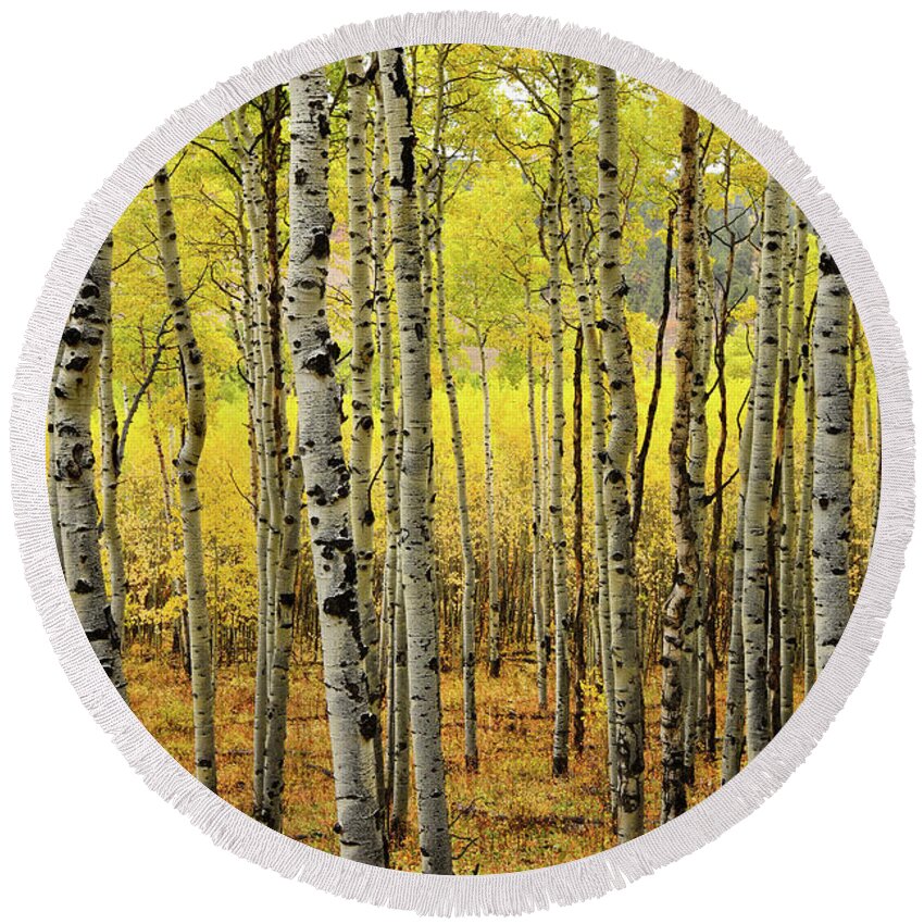 Ouray Round Beach Towel featuring the photograph County Road 5 Aspen Grove by Ray Mathis