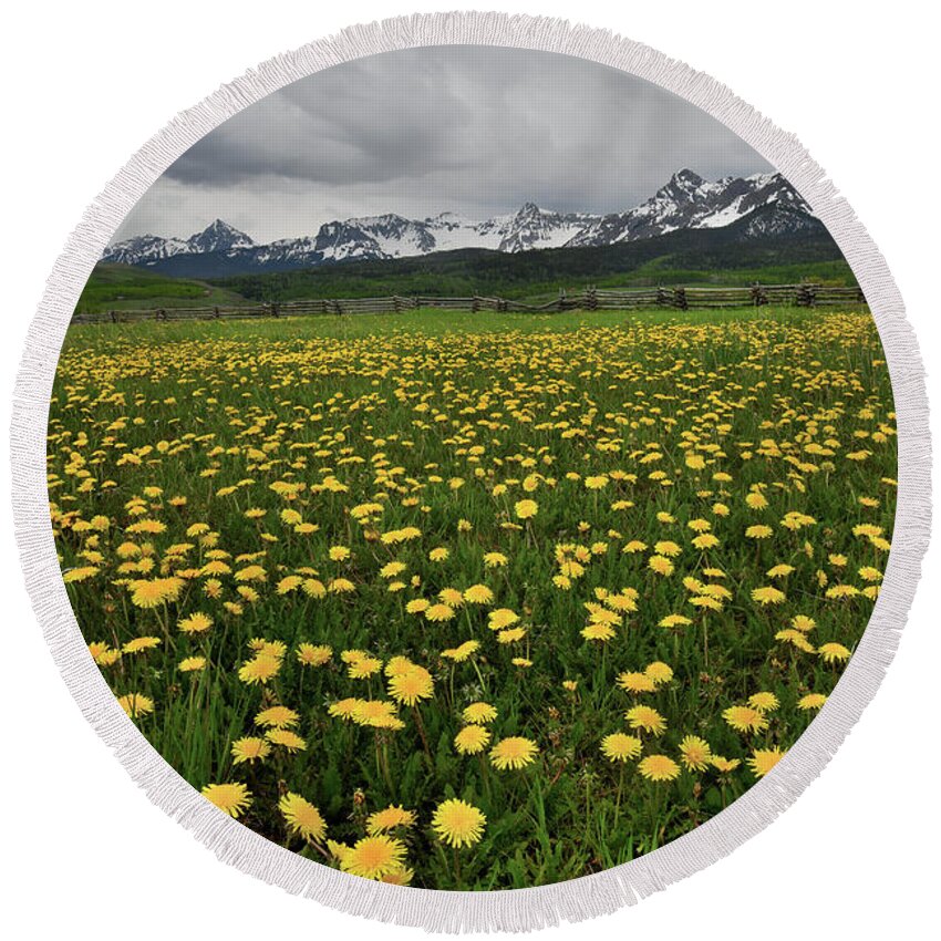 Ouray Round Beach Towel featuring the photograph County Road 58p Dandelions by Ray Mathis