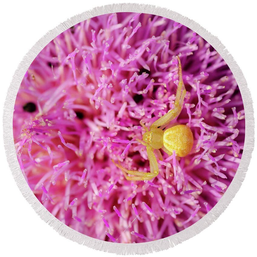 Canadian Thistle Round Beach Towel featuring the photograph Crab Spider by Jeff Phillippi