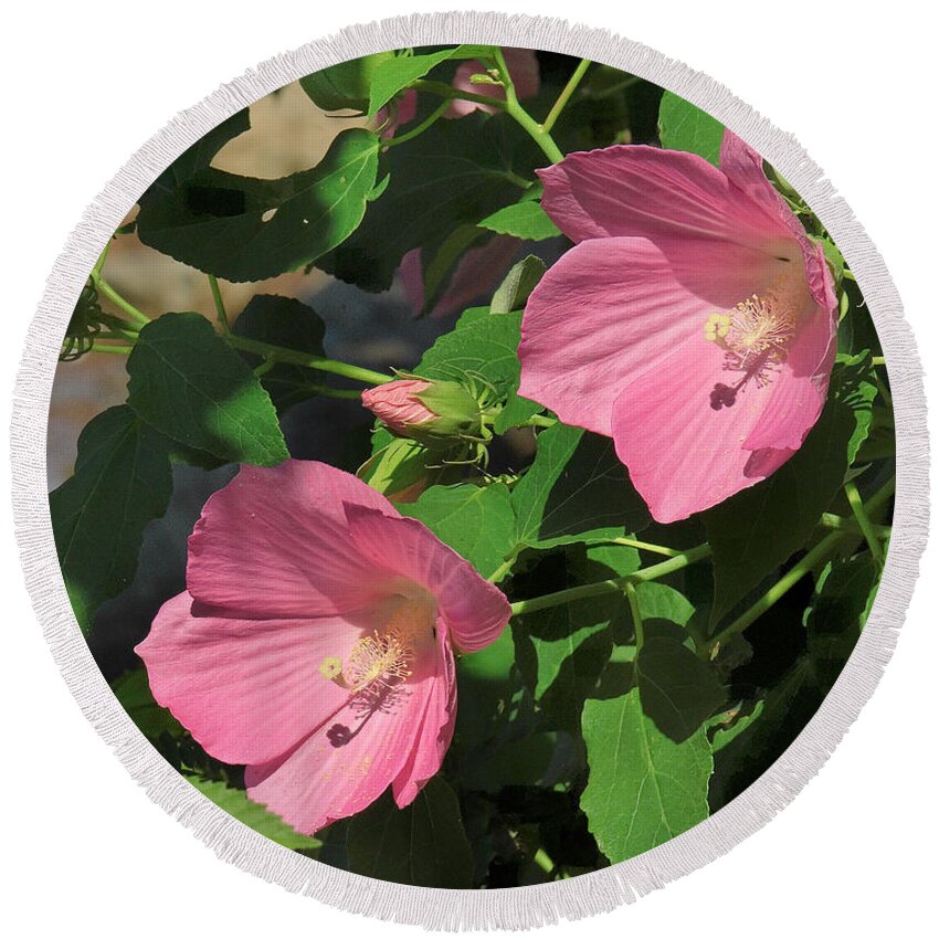 Nature Round Beach Towel featuring the photograph Crimson-eyed Rosemallows DSMF0110 by Gerry Gantt