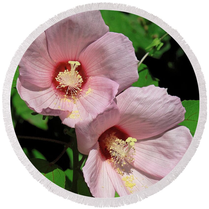 Nature Round Beach Towel featuring the photograph Crimson-eyed Rosemallows DSMF0114 by Gerry Gantt
