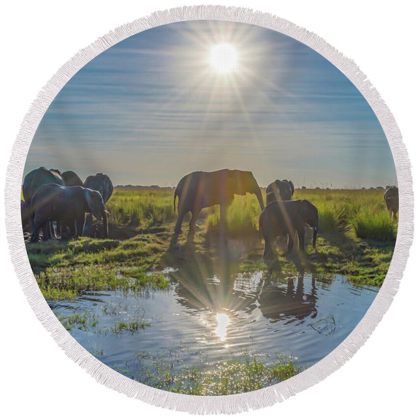Elephants Round Beach Towel featuring the photograph Crossing the Chobe by Marcy Wielfaert