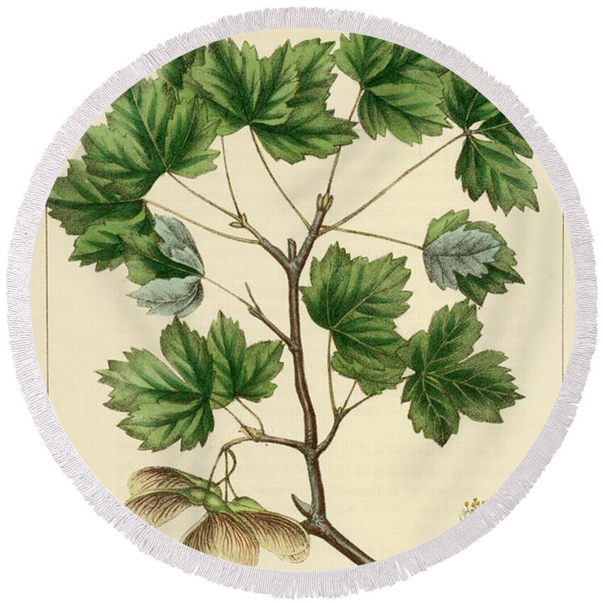 Currant Leaved Maple Round Beach Towel featuring the drawing Currant Leaved Maple by Unknown