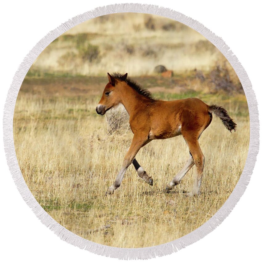 Horse Round Beach Towel featuring the photograph Cute wild Bay foal galloping across a field by Waterdancer