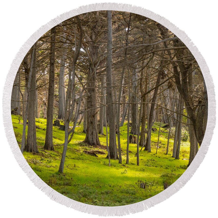 Forest Round Beach Towel featuring the photograph Cypress Grove by Derek Dean