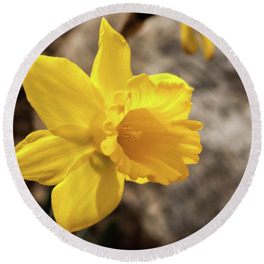 Daffodil Round Beach Towel featuring the photograph Daffodil by Dorothy Cunningham