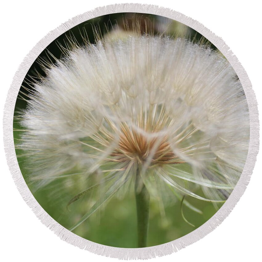 Dandelion Head Round Beach Towel featuring the photograph Dandelion head close up by Martin Smith