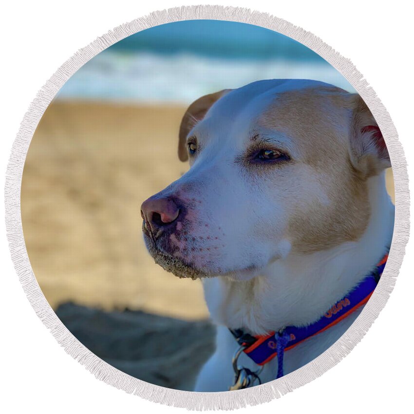 Dog Round Beach Towel featuring the photograph Daydreaming Dog on the Beach by Lora J Wilson