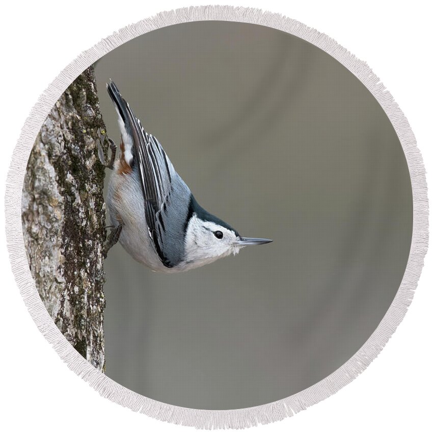 Nuthatch Round Beach Towel featuring the photograph Defying Gravity by Jim Zablotny