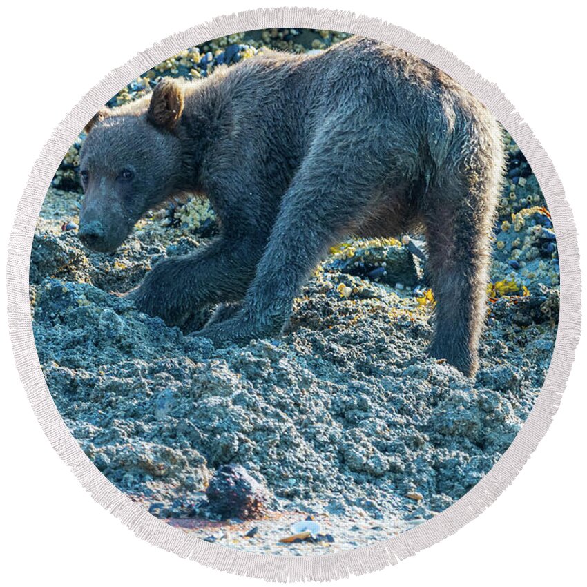 Bear Round Beach Towel featuring the photograph Digging Holes by Mark Hunter