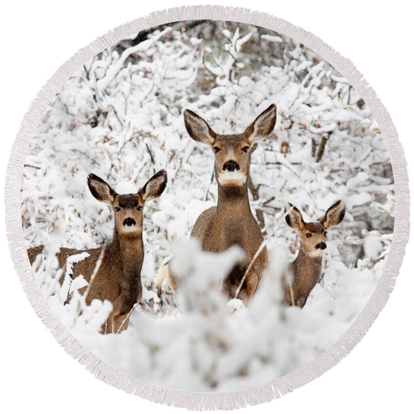 Deer Round Beach Towel featuring the photograph Doe Mule Deer in Snow by Steven Krull