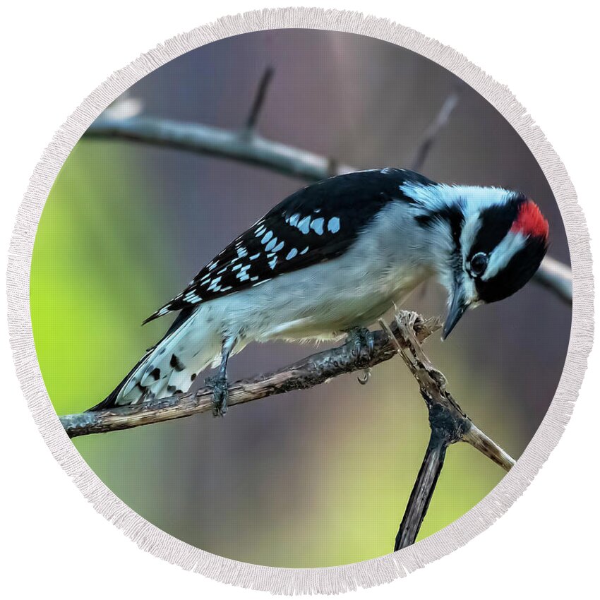 Woodpeckers Round Beach Towel featuring the photograph Downy Woodpecker by DB Hayes