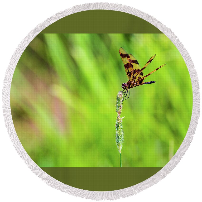 Animal Round Beach Towel featuring the photograph Nature Photography - Dragonfly by Amelia Pearn