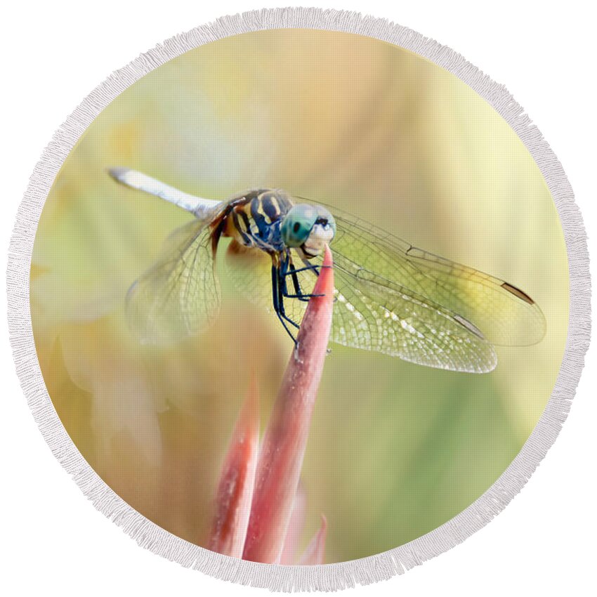 Dragonflies Round Beach Towel featuring the photograph Dragonfly Smiling by Peggy Franz