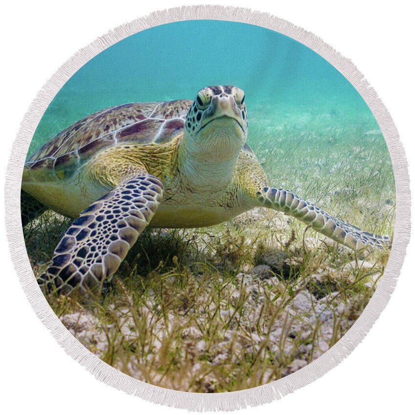 Turtle Round Beach Towel featuring the photograph Dude by Lynne Browne