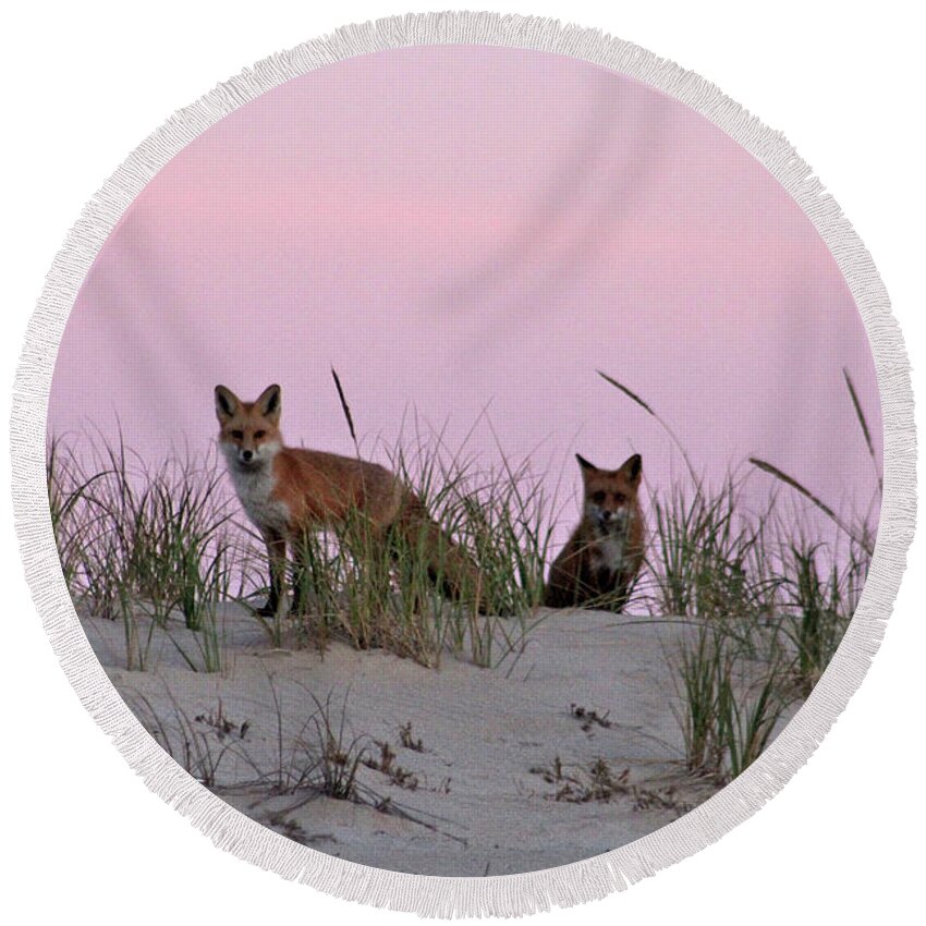 Animals Round Beach Towel featuring the photograph Dune Foxes by Robert Banach