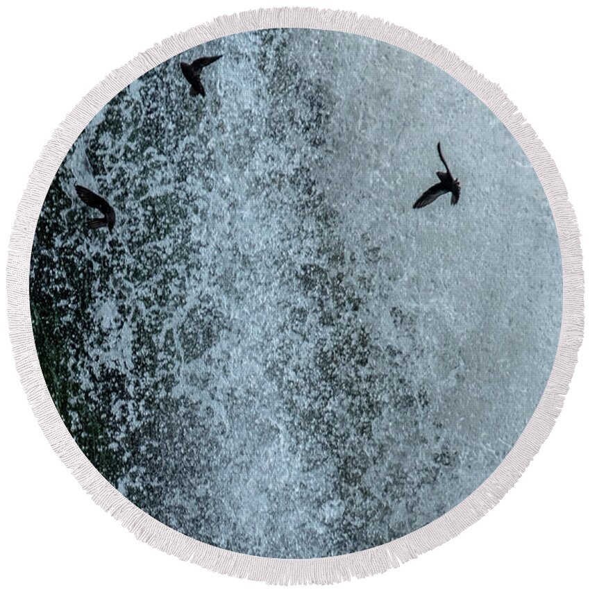 Cypseloides Senex Round Beach Towel featuring the photograph Dusky Swifts Diving Through the Falls by Mark Hunter