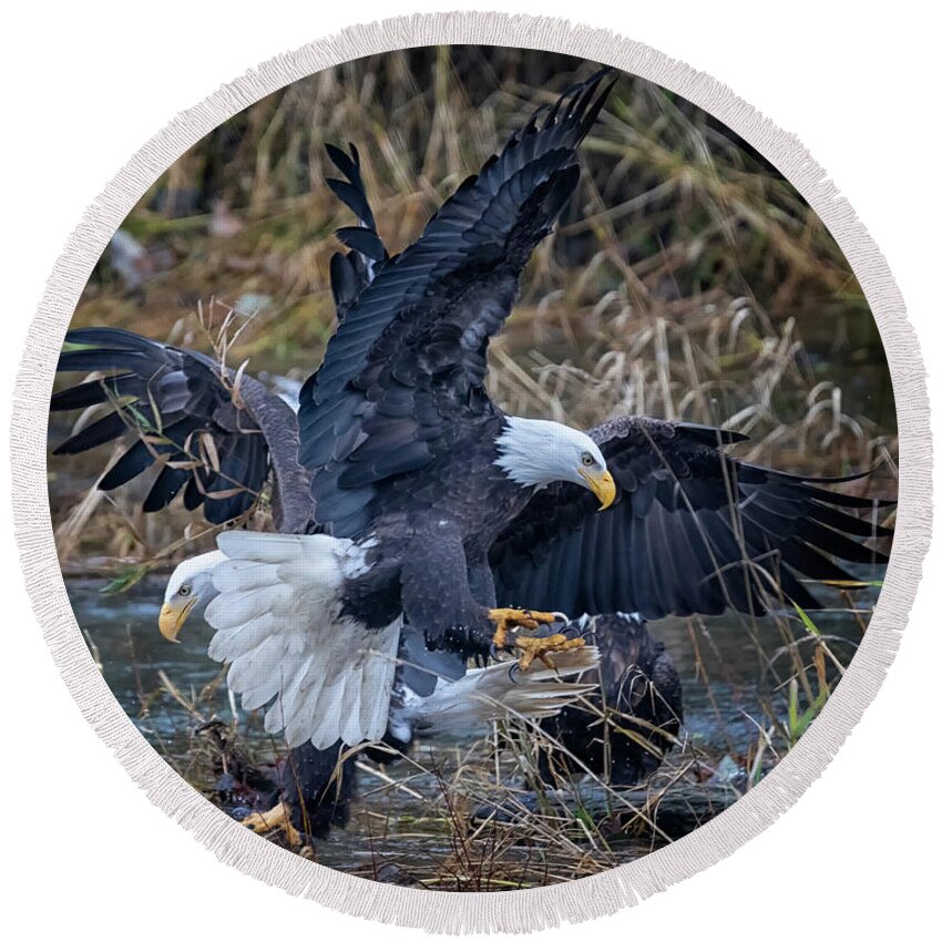 Bald Eagles Round Beach Towel featuring the photograph Eagle Dance by Randy Hall