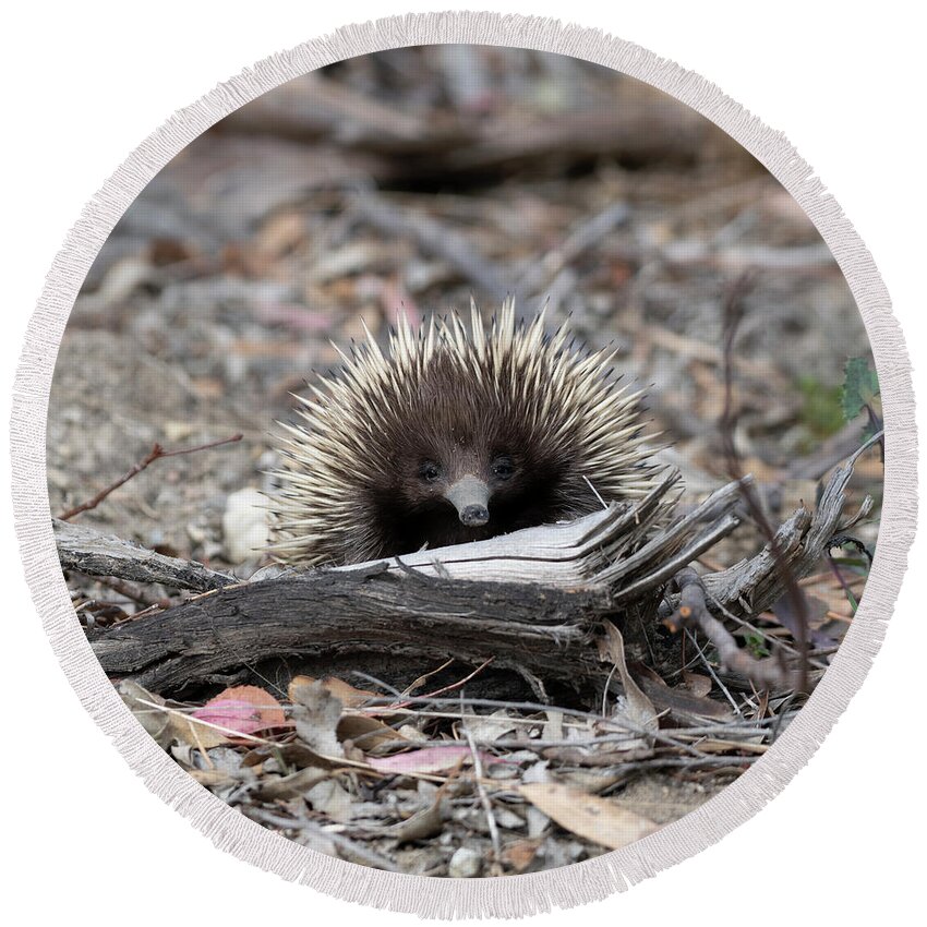 Echidna Round Beach Towel featuring the photograph Echidna by Patrick Nowotny