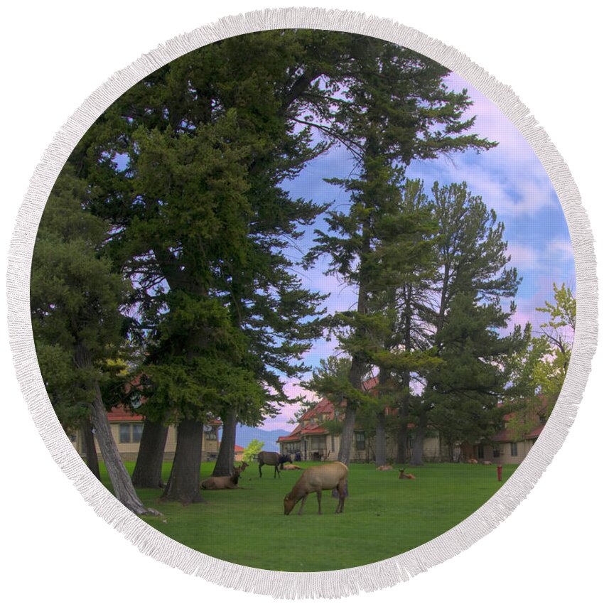 Elk Round Beach Towel featuring the photograph Elk Grazing by Cathy Anderson