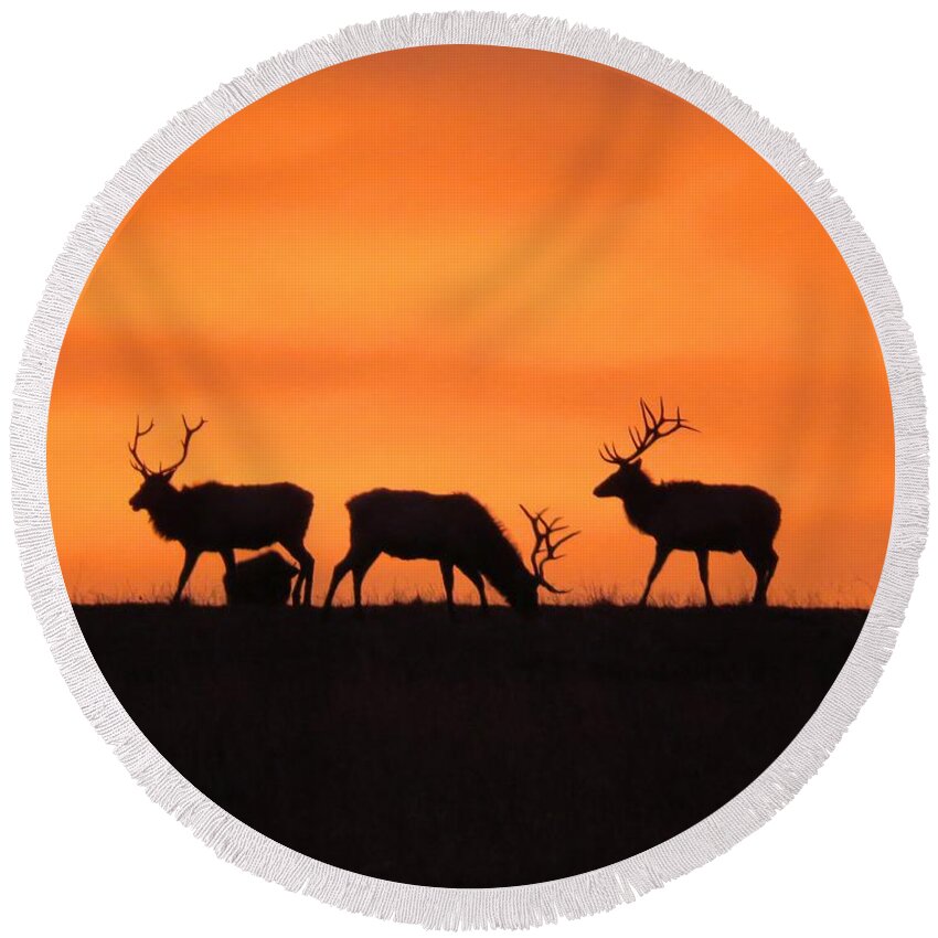 Elk Round Beach Towel featuring the photograph Elk in the morning light by Keith Stokes