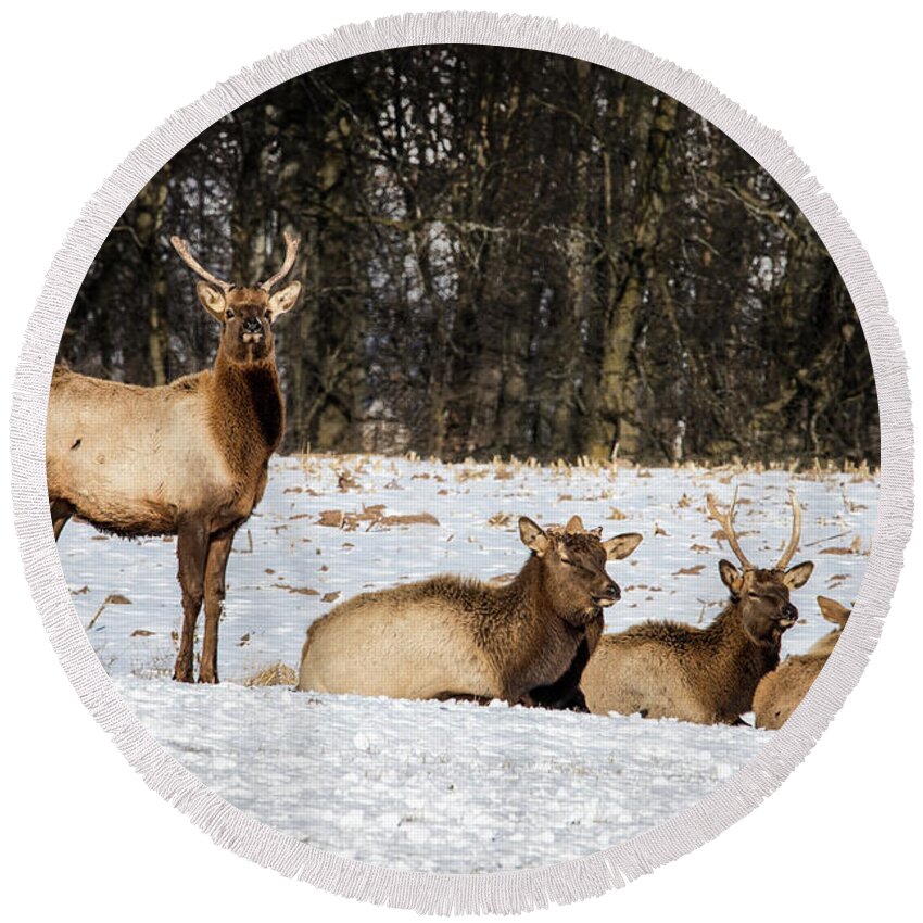 Animal Round Beach Towel featuring the photograph Elk by Bill Chizek