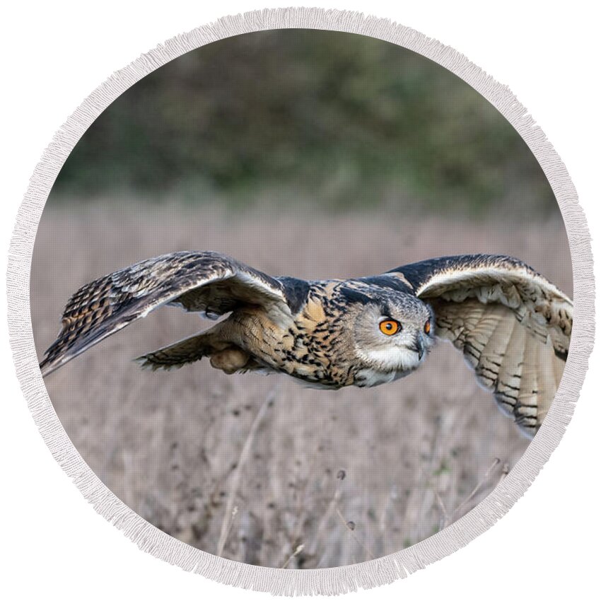 Owl Round Beach Towel featuring the photograph Eurasian Eagle Owl in flight by Mark Hunter