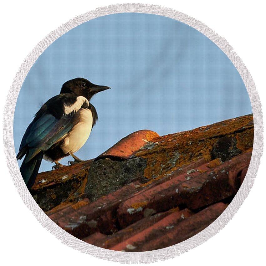 Colorful Round Beach Towel featuring the photograph Eurasian Magpie Pica Pica on Tiled Roof by Pablo Avanzini