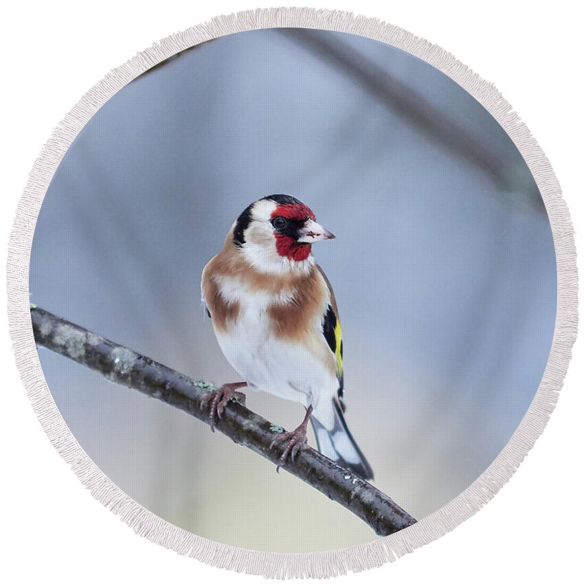 Carduelis Carduelis Round Beach Towel featuring the photograph European Goldfinch looking right by Jouko Lehto
