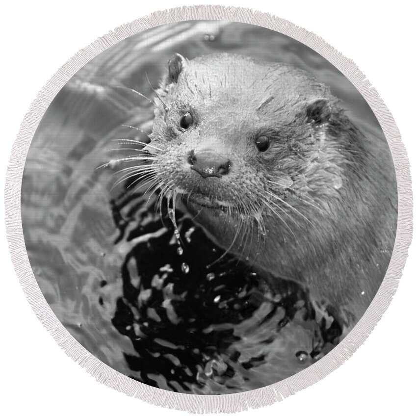 Ambleside Round Beach Towel featuring the photograph European Otter by Science Photo Library