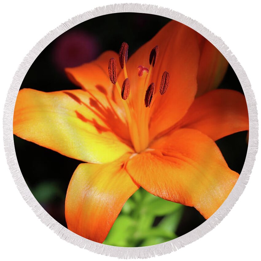Lily Round Beach Towel featuring the photograph Evening Lily Glory by Johanna Hurmerinta