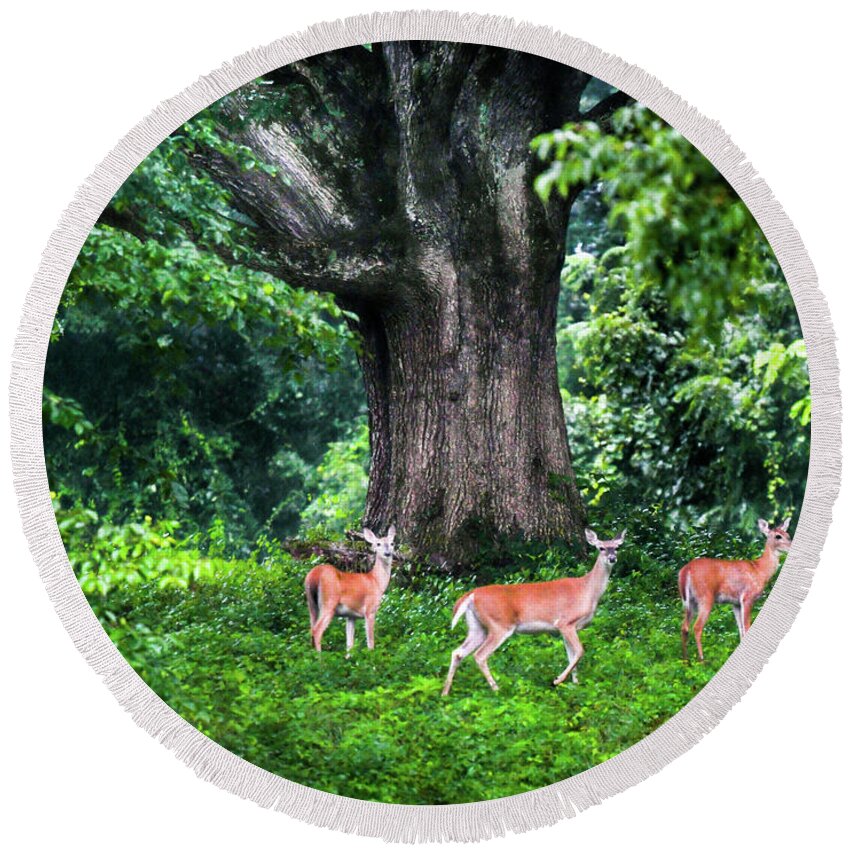 Deer Round Beach Towel featuring the photograph Fairy Tale Forest by Karen Wiles