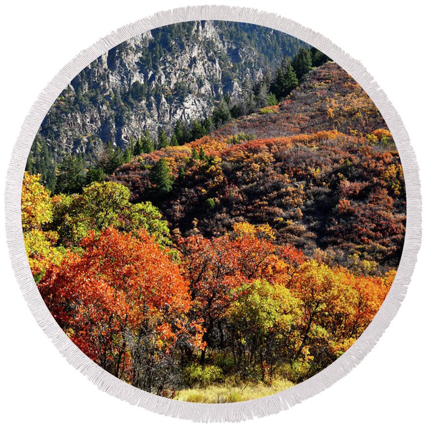 Colorado Round Beach Towel featuring the photograph Fall Colored Oaks in Avalanche Creek Canyon by Ray Mathis
