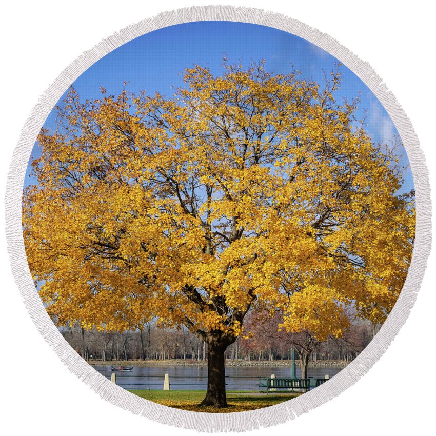 Trees Round Beach Towel featuring the photograph Fall is Golden by Phil S Addis