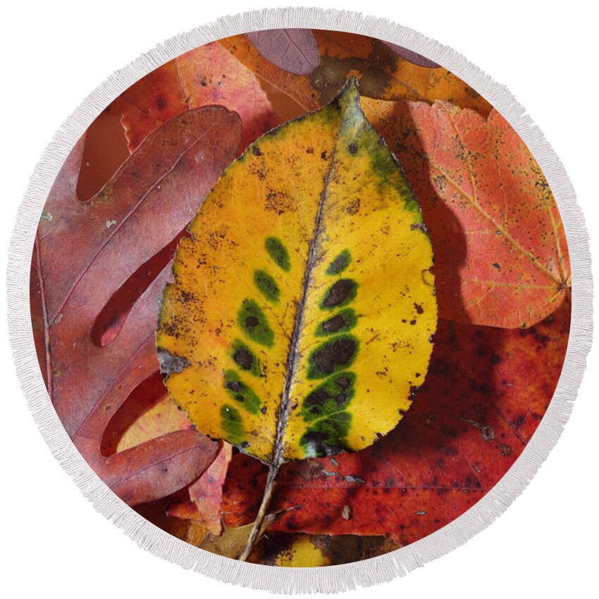 Leaves Round Beach Towel featuring the photograph Fallen Leaves by Daniel Reed