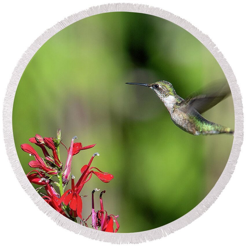 Nature Round Beach Towel featuring the photograph Female Ruby-throated Hummingbird DSB0320 by Gerry Gantt
